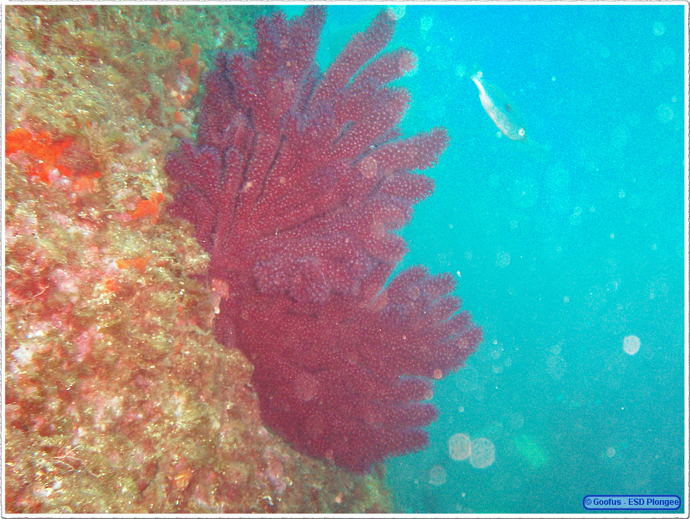Frioul_2011-06-01_15-24-55.png