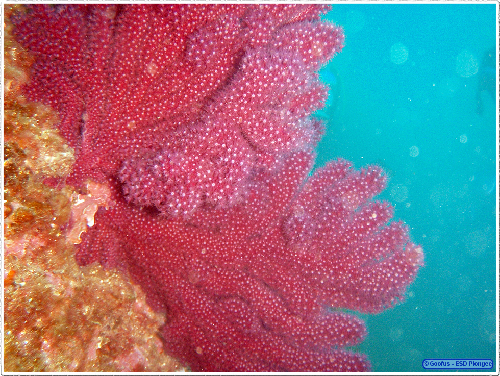 Frioul_2011-06-01_15-25-18.png
