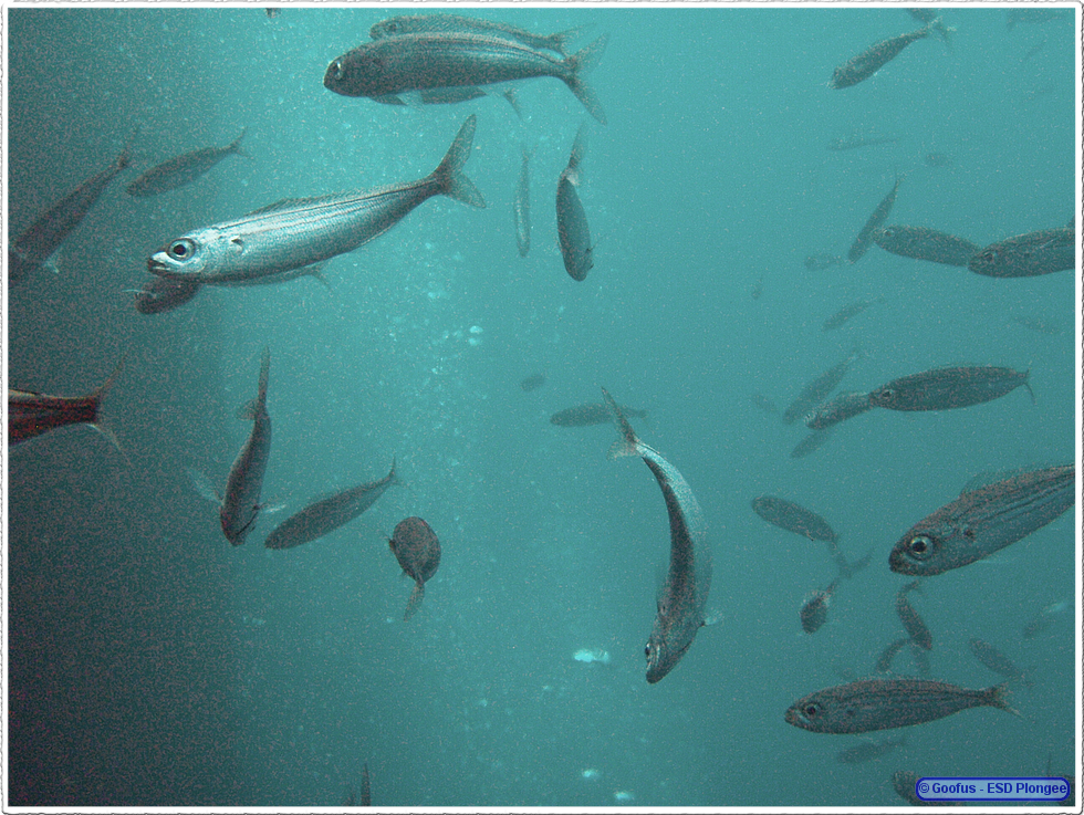 Frioul_2011-06-01_15-28-07.png