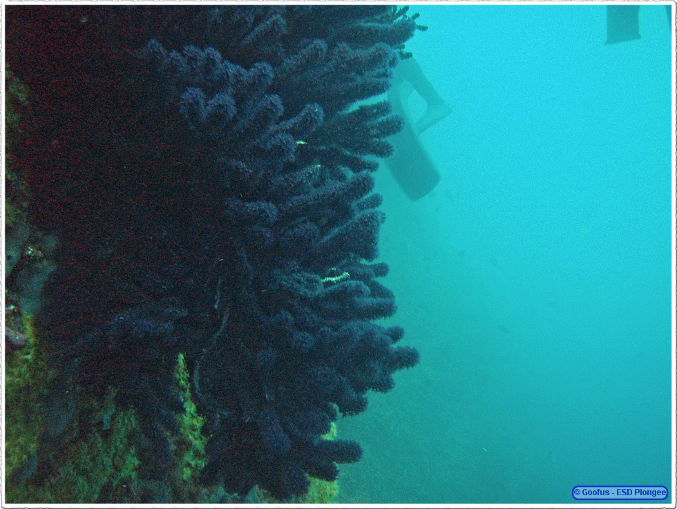 Frioul_2011-06-01_15-38-37.png