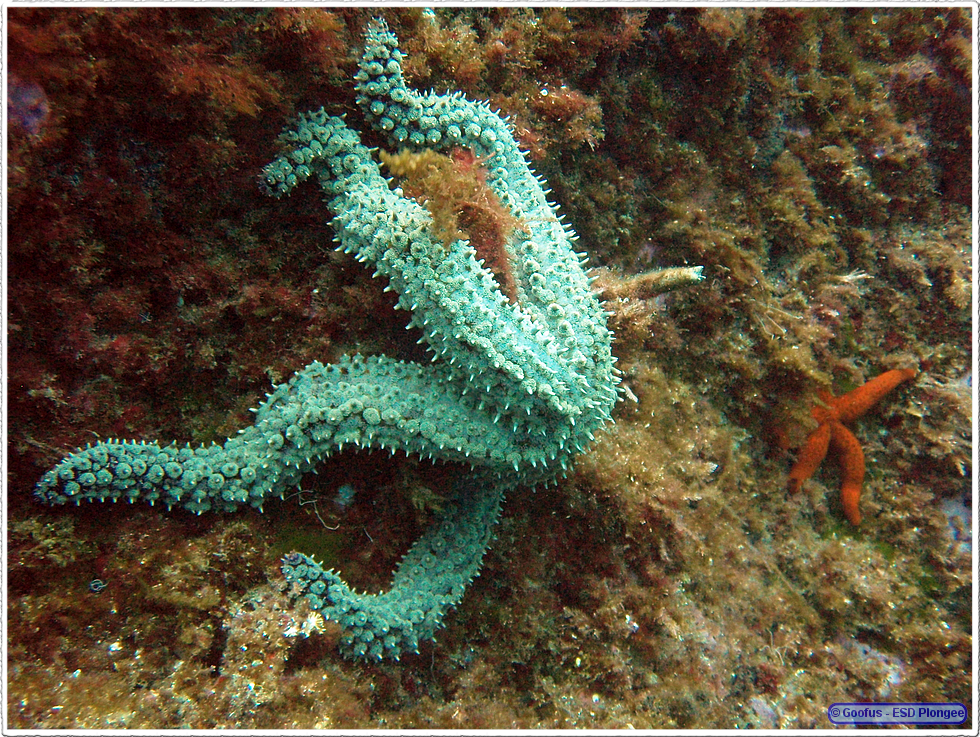 Frioul_2011-06-01_15-40-33.png