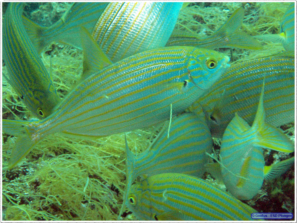 Frioul_2011-06-02_10-34-17.png