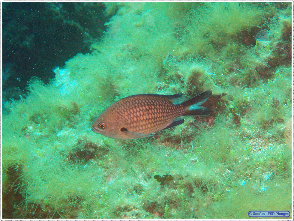 Frioul_2011-06-02_15-53-33.png