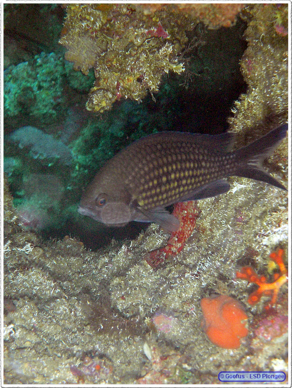 Frioul_2011-06-02_15-53-59.png