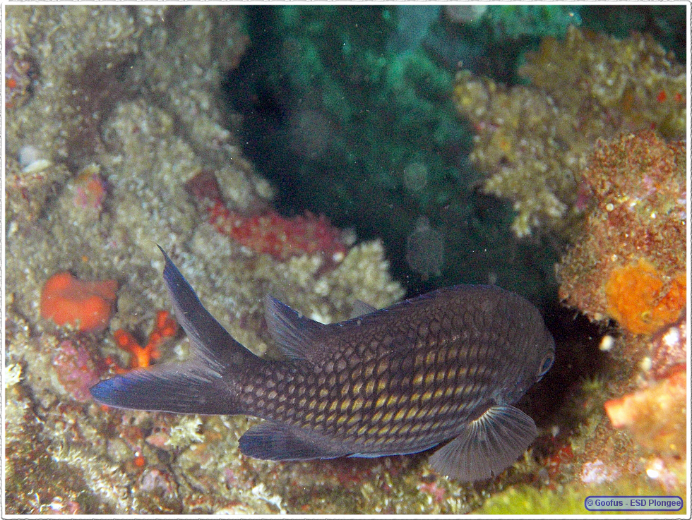 Frioul_2011-06-02_15-54-08.png