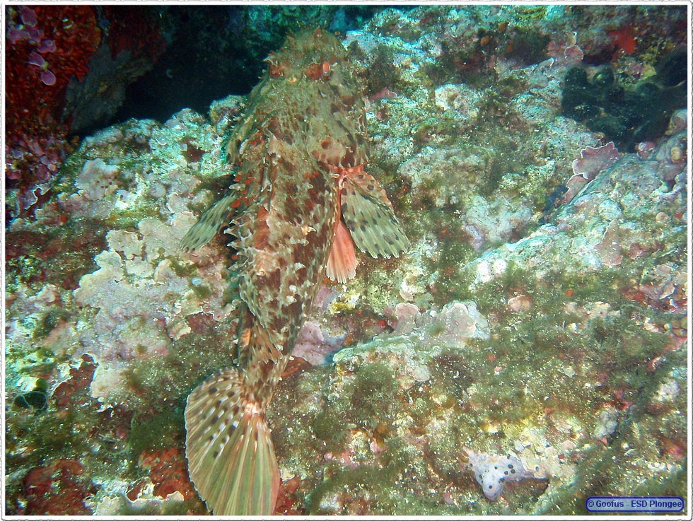 Frioul_2011-06-03_10-35-17.png