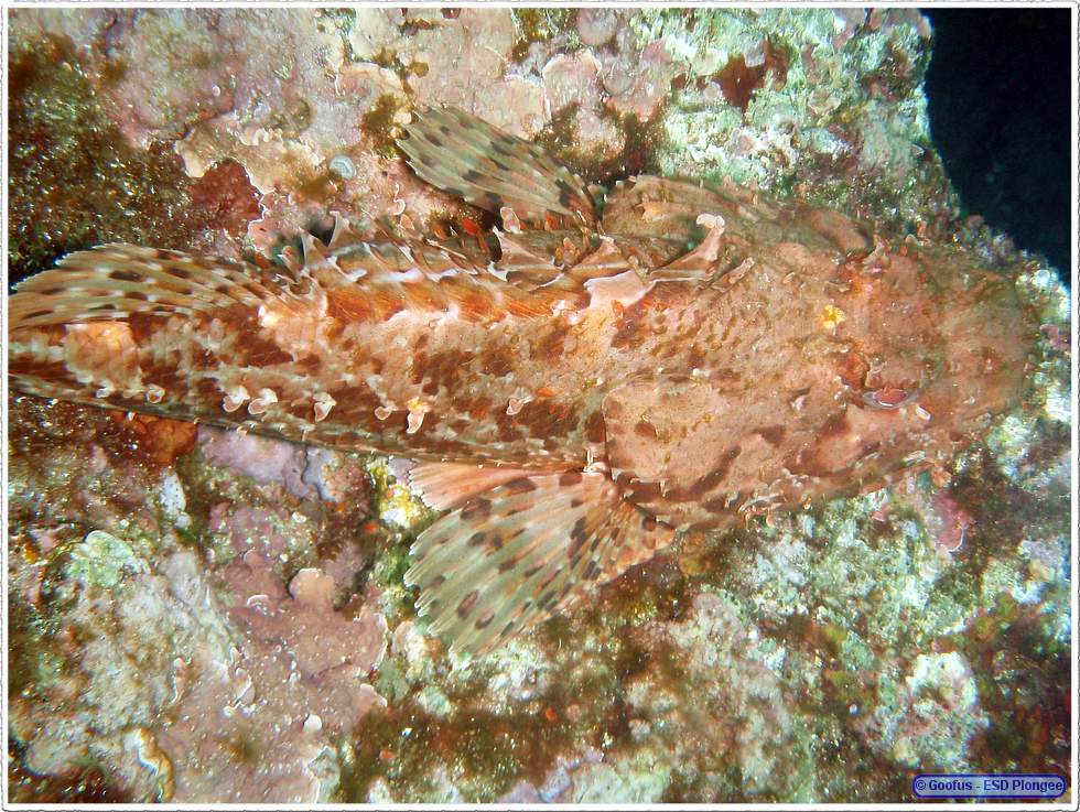 Frioul_2011-06-03_10-35-30.png