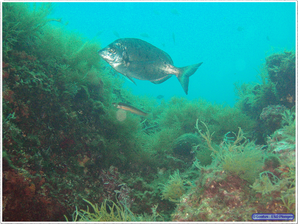 Frioul_2011-06-03_10-37-51.png