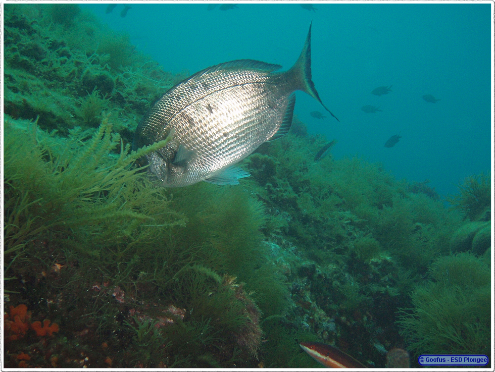Frioul_2011-06-03_10-38-03.png