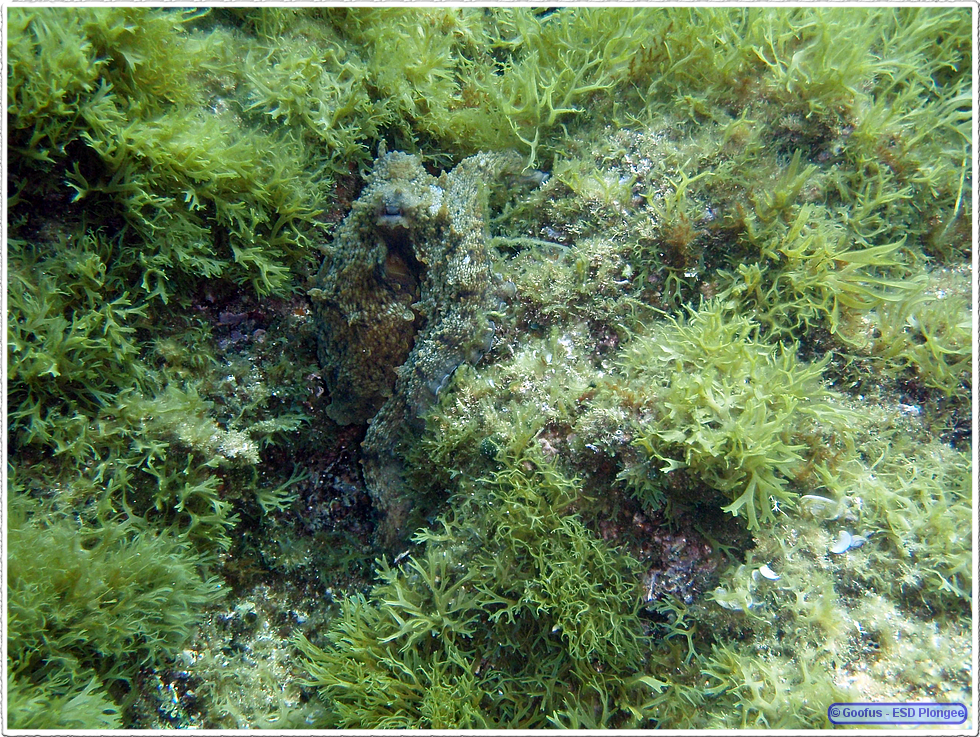 Frioul_2011-06-03_10-53-07.png