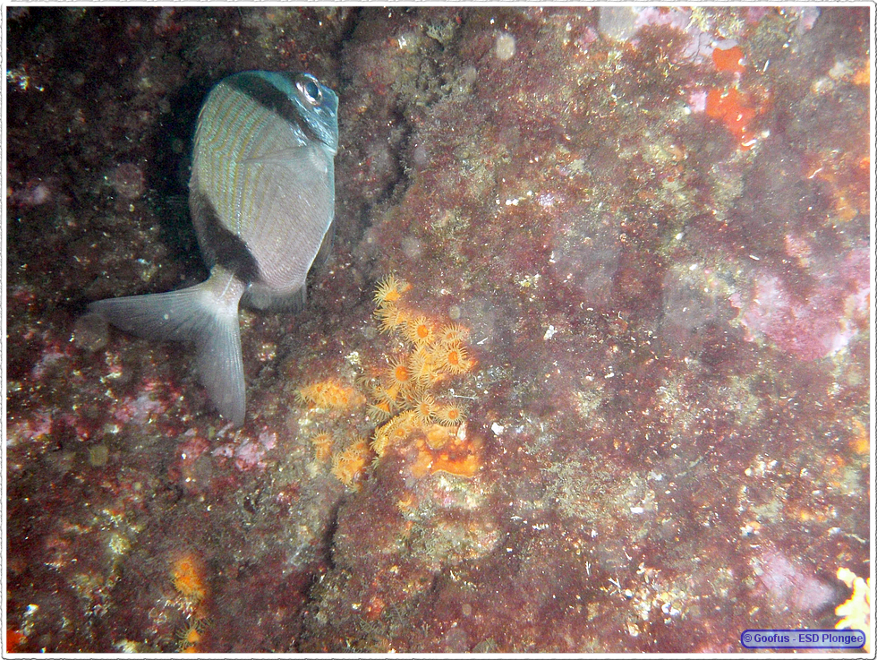 Frioul_2011-06-03_16-11-20.png