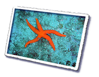 Frioul_2011-06-01_15-31-57.png
