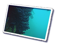 Frioul_2011-06-01_15-38-37.png