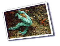 Frioul_2011-06-01_15-40-33.png