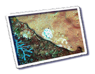 Frioul_2011-06-02_10-30-06.png
