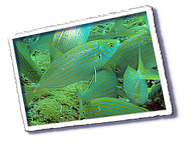 Frioul_2011-06-02_10-34-17.png