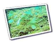 Frioul_2011-06-02_10-34-27.png