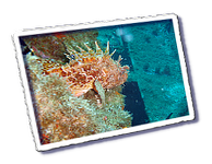 Frioul_2011-06-02_15-45-15.png