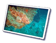 Frioul_2011-06-02_15-45-35.png