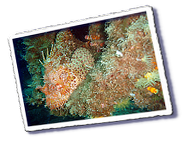 Frioul_2011-06-02_15-46-18.png