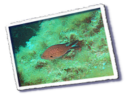 Frioul_2011-06-02_15-53-33.png