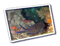 Frioul_2011-06-02_15-54-08.png