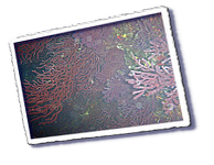 Frioul_2011-06-03_10-33-10.png