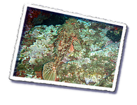 Frioul_2011-06-03_10-35-17.png