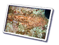 Frioul_2011-06-03_10-35-30.png