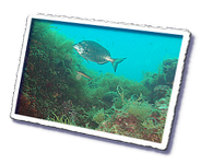 Frioul_2011-06-03_10-37-51.png