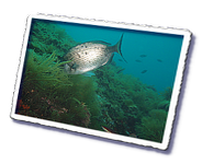 Frioul_2011-06-03_10-38-03.png
