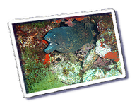 Frioul_2011-06-03_10-45-59.png