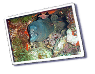 Frioul_2011-06-03_10-46-16.png