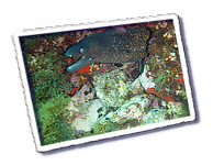 Frioul_2011-06-03_10-46-35.png