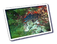 Frioul_2011-06-03_10-46-50.png