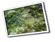 Frioul_2011-06-03_10-49-29.png
