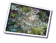 Frioul_2011-06-03_10-49-37.png