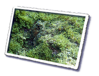 Frioul_2011-06-03_10-53-07.png
