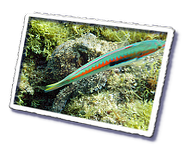 Frioul_2011-06-03_10-53-22.png