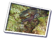 Frioul_2011-06-03_10-54-28.png
