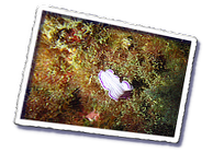 Frioul_2011-06-03_16-09-55.png