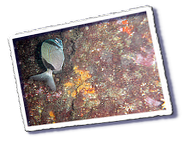 Frioul_2011-06-03_16-11-20.png