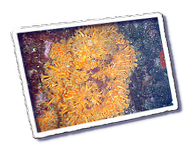 Frioul_2011-06-03_16-11-37.png