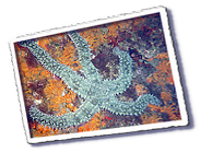 Frioul_2011-06-03_16-20-45.png