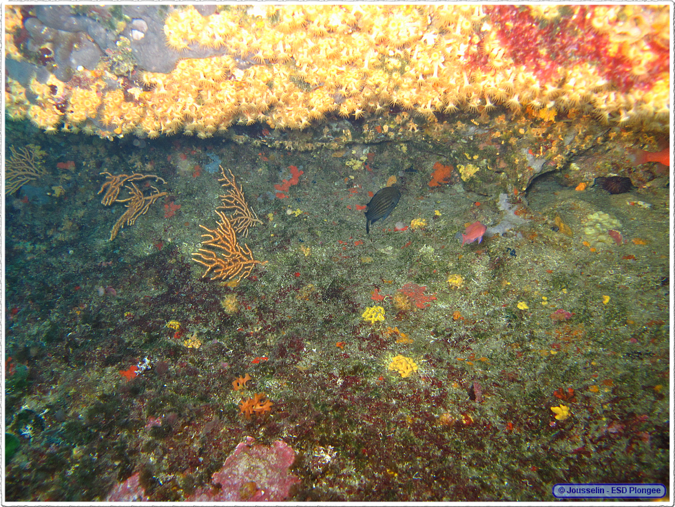 Frioul_2011-06-02_10-34-03_laurent.png