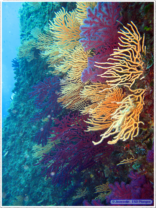 Frioul_2011-06-02_10-55-40_laurent.png
