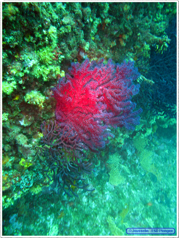 Frioul_2011-06-02_15-41-32_laurent.png