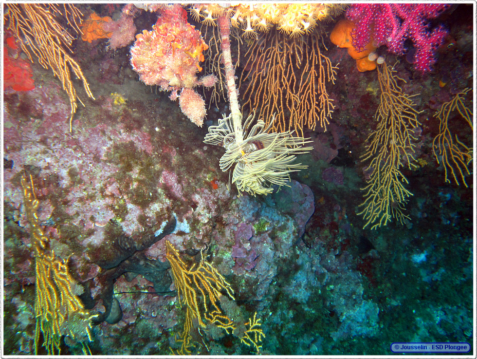 Frioul_2011-06-02_15-49-25_laurent.png