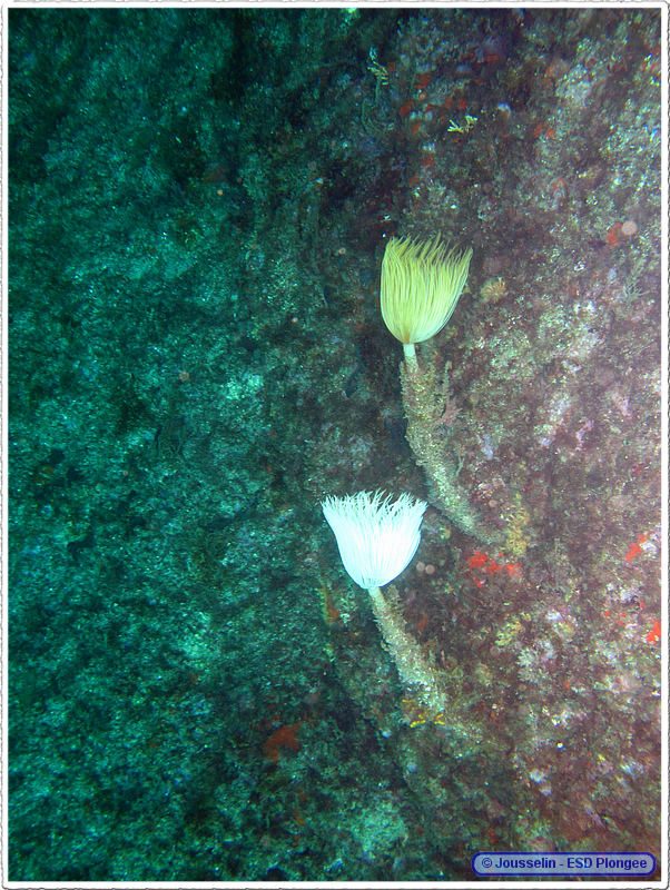 Frioul_2011-06-02_15-53-32_laurent.png