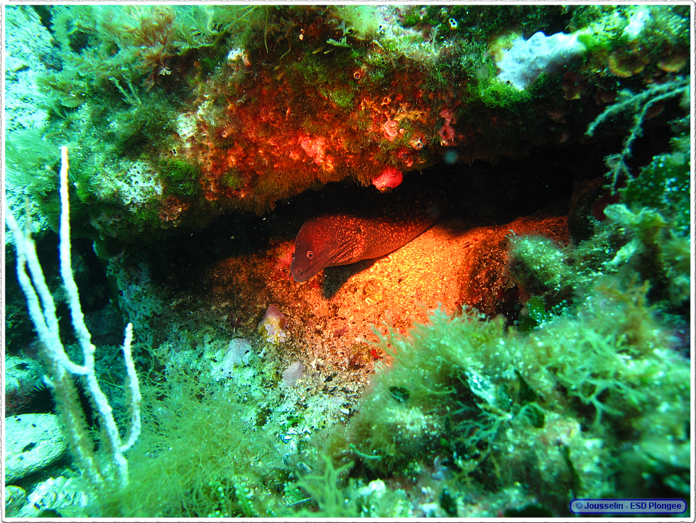 Frioul_2011-06-03_16-00-43_laurent.png